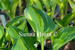 Hosta 'Whirligig'