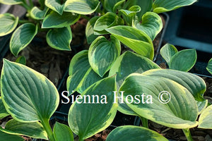 Hosta 'Winsome'