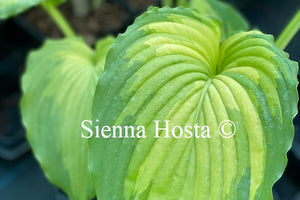 Hosta 'War Paint'