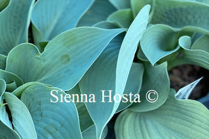 Hosta 'Wishing Well'