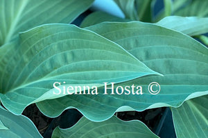 Hosta 'Zita'