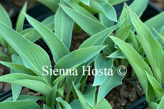 Hosta 'Yankee Blue'