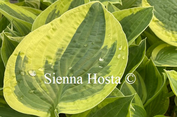 Hosta Mama Mia