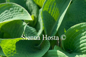 Hosta 'Bressingham Blue'