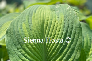 Hosta 'Super Nova'