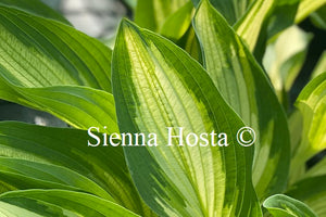 Hosta 'Hakumuo'