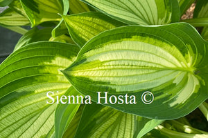 Hosta 'Hakumuo'