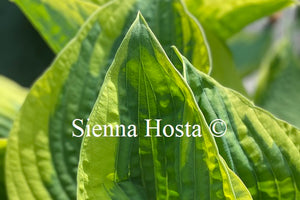 Hosta 'Mount Tom'