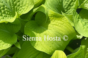 Hosta 'Glory'