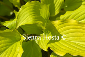 Hosta 'Fruit Punch'