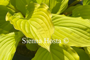 Hosta 'Fruit Punch'