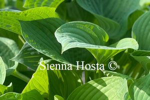 Hosta 'Blue Hawaii'