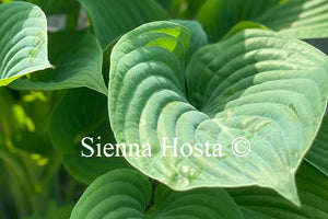 Hosta 'Blue Hawaii'