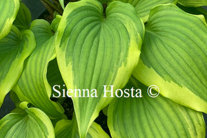 Hosta 'Fall Dazzler'