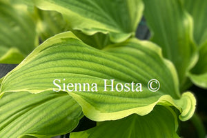 Hosta 'Happy Valley'