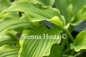 Hosta Happy Valley