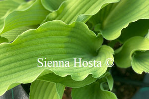 Hosta Lily Blue Eyes