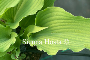 Hosta Lily Blue Eyes