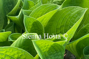 Hosta 'Unforgettable'