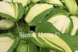 Hosta 'Angel Falls'