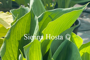 Hosta 'Vim and Vigor'