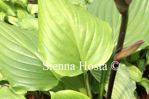 Hosta 'Armani'