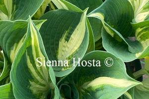 Hosta 'Half and Half'