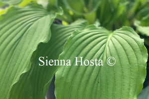 Hosta 'Shimmy Shake'