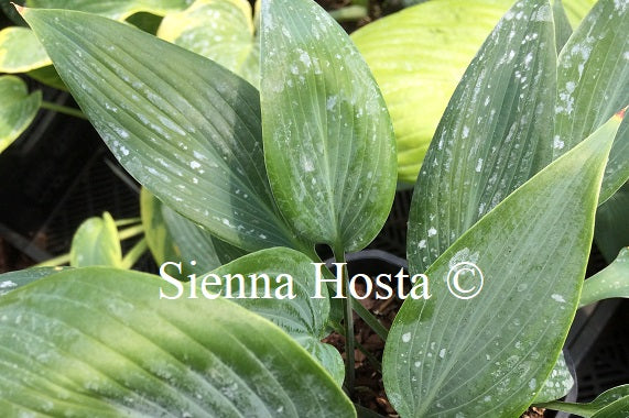 Hosta 'Blue Tooth'