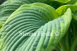 Hosta 'Samurai'