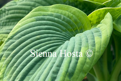 Hosta 'Samurai' - Sienna Hosta