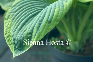 Hosta 'Samurai'