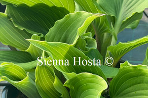 Hosta Marilyn Monroe