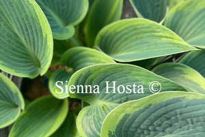 Hosta 'Sleeping Beauty'