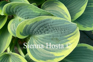 Hosta 'Sleeping Beauty'