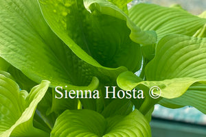 Hosta 'Templar Gold'