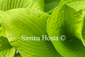 Hosta 'Templar Gold'