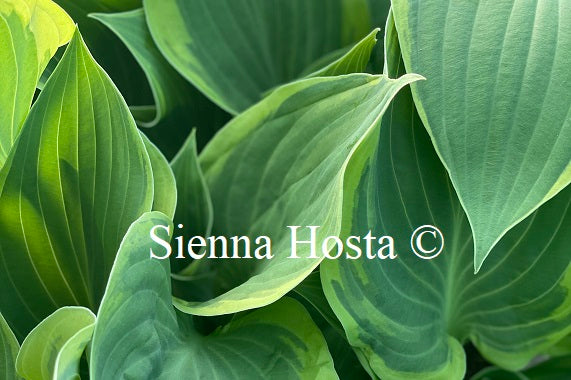 Hosta 'Irish Eyes'