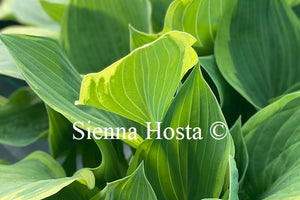 Hosta 'Irish Eyes'