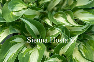 Hosta 'Christmas Cookies'