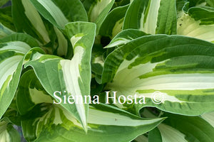 Hosta 'Christmas Cookies'