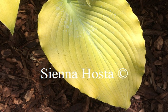 Hosta 'Flemish Gold'