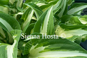 Hosta 'Christmas Cookies'