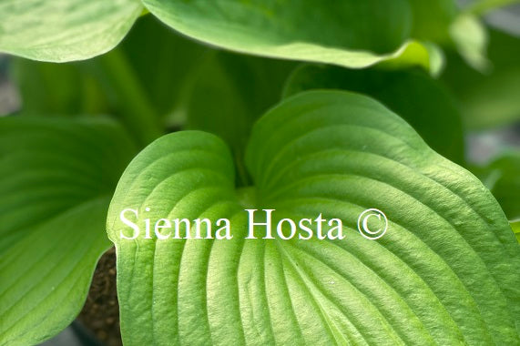 Hosta Mango Smoothie