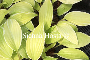 Hosta 'Fashionista'