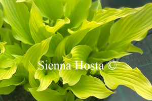 Hosta 'Ophir'