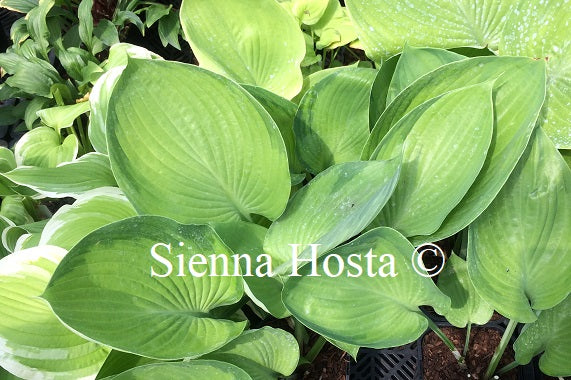 Hosta 'Final Summation'