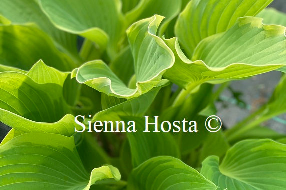 Hosta My Cup of Tea