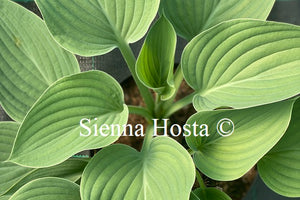 Hosta 'Emerald Emporer'