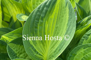 Hosta 'Julie Morss'